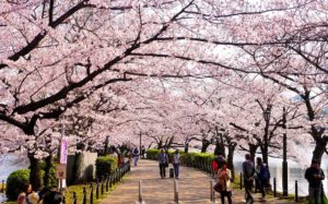 Bunga Sakura di Ueno Kouen