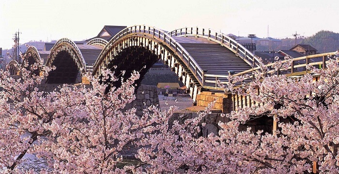 Bunga sakura di sekitar Jembatan