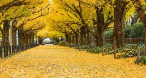 musim gugur di Jepang