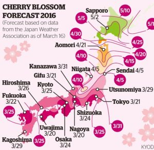 Perkembangan Bunga Sakura di Wilayah Jepang
