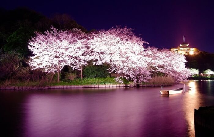 Yozakura atau bunga sakura di malam hari